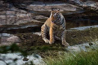 (Panthera tigris) photographed in the jungle of Ranthambore National Park famous for tigers in