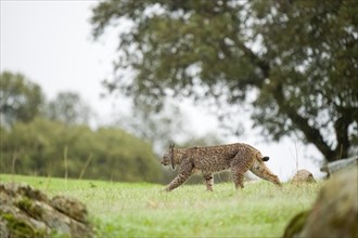 Iberian lynx (Lynx pardinus), juvenile, shot made in Andujar, Andalusia, Spain, Europe