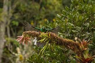 Quetzal (Pharomachrus mocinno) Costarica