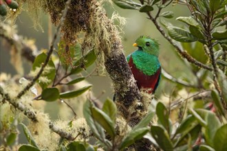 Quetzal (Pharomachrus mocinno) Costarica