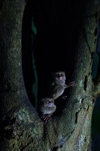 The specter tarsier or maki elf (Tarsius tarsier) is a primate of the Tarsiidae family, of which it