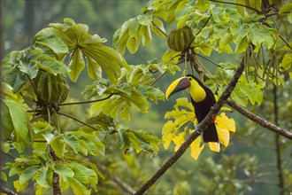 Black mandibled toucan (Ramphastos ambiguus) Costarica