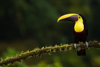 Black mandibled toucan (Ramphastos ambiguus) Costarica