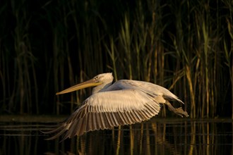 Curly pelican in flight (Pelecanus crispus) Danube Delta Romania