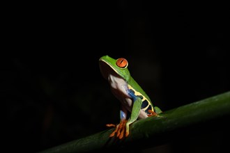 Agalychnis callidryas, commonly known as the red-eyed tree frog, Costarica
