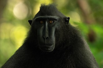 Crested macaque (Macaca nigra) This shot made in Tangkoko National Park in Sulawesi, Indonesia,