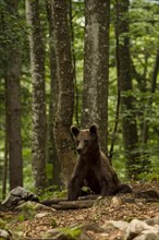 European brown bear (Ursus arctos arctos) photographed in Slovenia forest