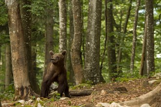 European brown bear (Ursus arctos arctos) photographed un Slovenia forest