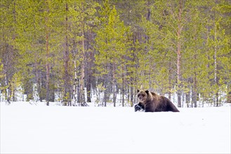 European brown bear (Ursus arctos arctos) photographed in Kuhmo Finland