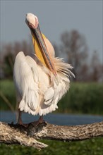 Common pelican (Pelecanus onocrotalus) Danube Delta Romania