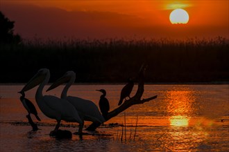Sunset with pelican Danube Delta