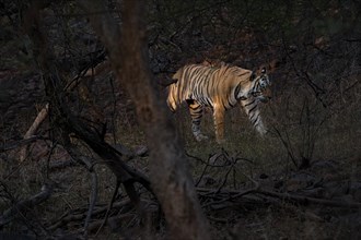 Male tiger (Panthera tigris) photographed in the jungle of Ranthambore National Park famous for