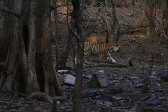 Male tiger (Panthera tigris) photographed in the jungle of Ranthambore National Park famous for