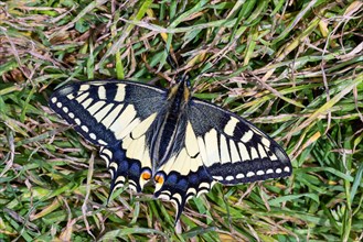 swallow tail