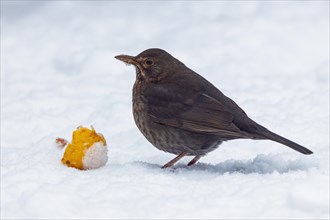 Blackbird with apple in winter
