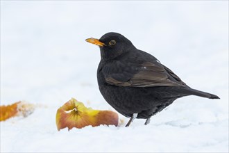 Blackbird with apple in winter