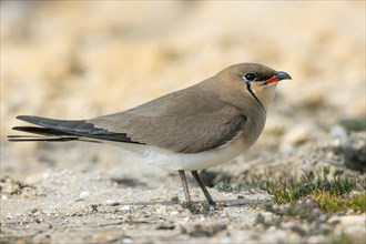 Red-winged Pratincole