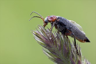 Soft-bodied beetle Cantharis rustica