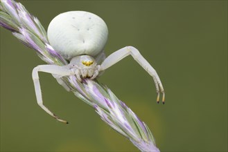Variable crab spider