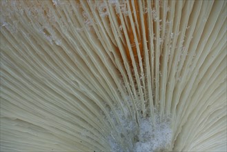 Underside mushroom