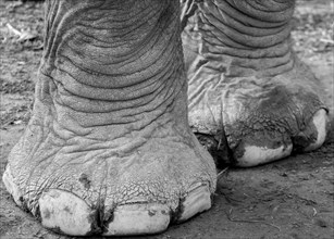 Elephant's feet. They belong to one of the domesticated, captive Asian elephants (Elephas maximus),