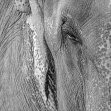 Eye of a captive Asian elephant (Elephas maximus), seen in Sauraha, at the edge of Chitwan National