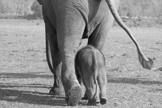 Captive Asian elephant (Elephas maximus) female going for a walk with her calf, seen near the