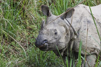 Indian rhinoceros, Rhinoceros unicornis, photographed in the wild, in the Chitwan National Park,