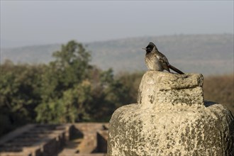 Red-vented Bulbul (Pycnonotus cafer) . Buddhist Monuments at Sanchi, a UNESCO World Heritage Site.