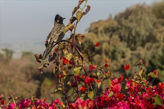 Red-vented Bulbul (Pycnonotus cafer) sitting on a Bougainvillea shrub. Buddhist Monuments at