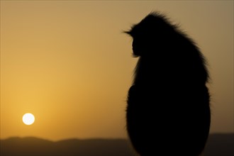 A gray langur (Semnopithecus entellus) monkey watching the sunrise from a hilltop above Pushkar.