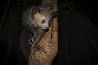 Aye-aye (Daubentonia madagascariensis) in the rainforests of East Madagascar, Madagascar, Africa