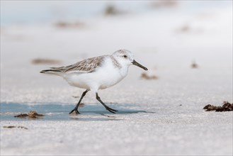 Sanderling (Calidris alba) feeding in shallow waters with gentle waves on the beach,