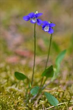 Early dog-violet, pale wood violets (Viola reichenbachiana, Viola sylvestris) in flower in spring