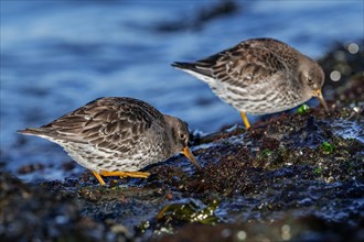 Two purple sandpipers (Calidris maritima) in non-breeding plumage foraging on rocky shore covered