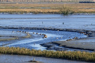 Waders, wading birds and mallards, wild ducks resting in intertidal salt marsh, saltmarsh at the