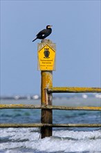 Great cormorant perched on no admittance sign at the Western Pomerania Lagoon Area National Park,