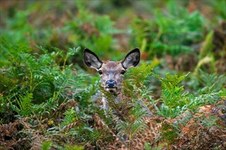 Red deer (Cervus elaphus) hind looking through bracken ferns in forest in autumn, fall