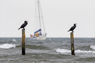 Sailing boat, sailboat and two great cormorants (Phalacrocorax carbo) resting on wooden poles in