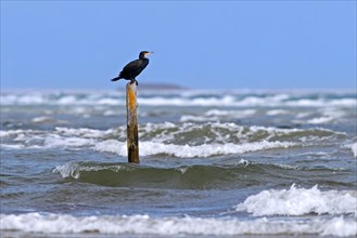 Great cormorant (Phalacrocorax carbo) resting while perched on wooden pole in water along the North