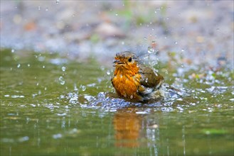 European robin (Erithacus rubecula) bathing and splashing in shallow water from pond, rivulet