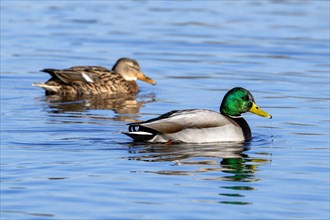 Mallard, wild duck (Anas platyrhynchos) couple, male, drake and female swimming in pond in winter