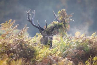 Red deer (Cervus elaphus) stag looking through bracken with antlers covered in ferns and vegetation