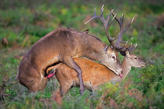 Red deer (Capreolus capreolus) stag, male mating with hind, female in heat in forest during the rut