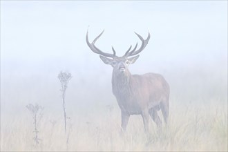 Red deer (Cervus elaphus) stag performing the flehmen response in grassland in early morning mist