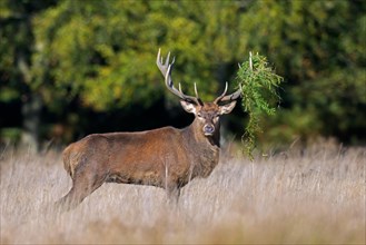 Red deer (Cervus elaphus) stag with antlers covered in ferns and vegetation standing in grassland