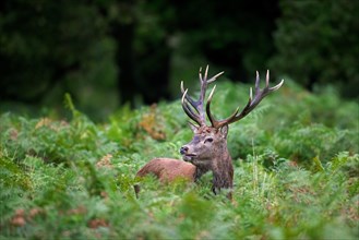 Red deer (Cervus elaphus) stag standing among bracken ferns in forest during the rut in autumn,
