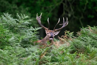 Red deer (Cervus elaphus) stag standing among bracken ferns while bellowing in forest during the