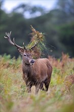 Red deer (Cervus elaphus) stag standing among bracken with antlers covered in ferns and vegetation