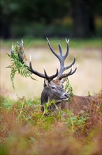 Red deer (Cervus elaphus) stag standing among bracken with antlers covered in ferns and vegetation